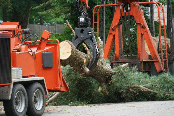 Best Tree Cabling and Bracing  in Hightstown, NJ